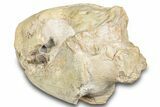 Fossil Oreodont (Merycoidodon) Skull - South Dakota #285130-6